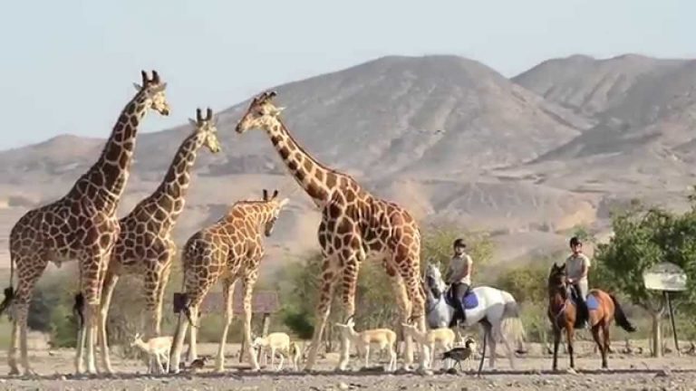 Anantara Sir Bani Yas Island Al Yamm Villa Resort 5*