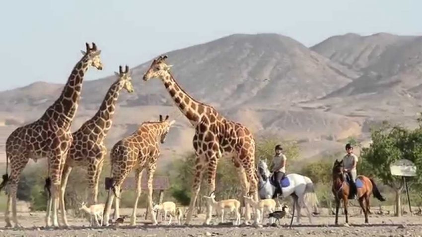 Anantara Sir Bani Yas Island Al Yamm Villa Resort 5* by Perfect Tour