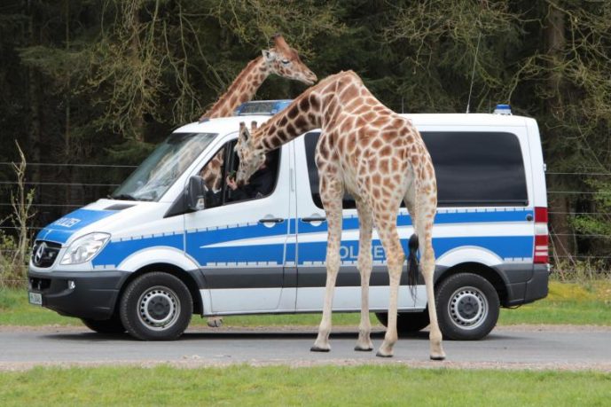 Serengeti Park Germania