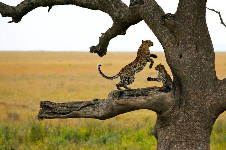 Best of Tanzania - Tarangire, Ngorongoro Crater, Serengeti by Perfect Tour