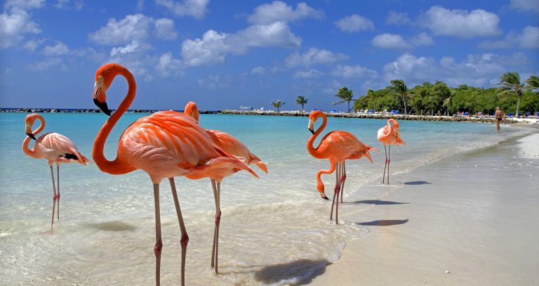 Oferta de la KLM: bilet avion Bucuresti - Aruba