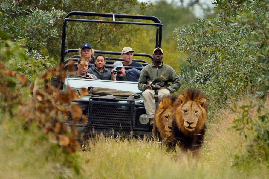 Circuit si safari in Africa de Sud, 10 zile / 9 nopti by Perfect Tour
