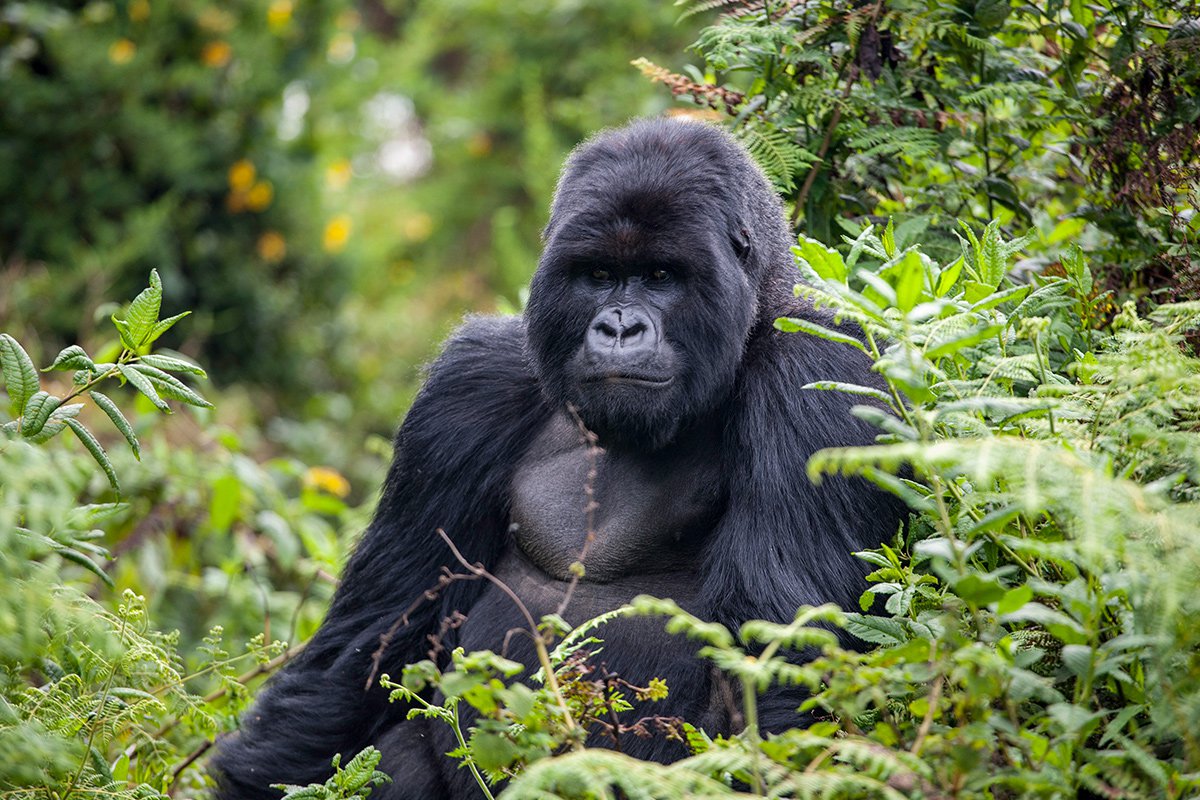 Pe urmele gorilelor de munte: circuit în Rwanda și Uganda - Small Group (10 zile / 7 nopți) by Perfect Tour