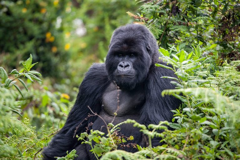 Pe urmele gorilelor de munte: circuit în Rwanda și Uganda - Small Group (10 zile / 7 nopți)