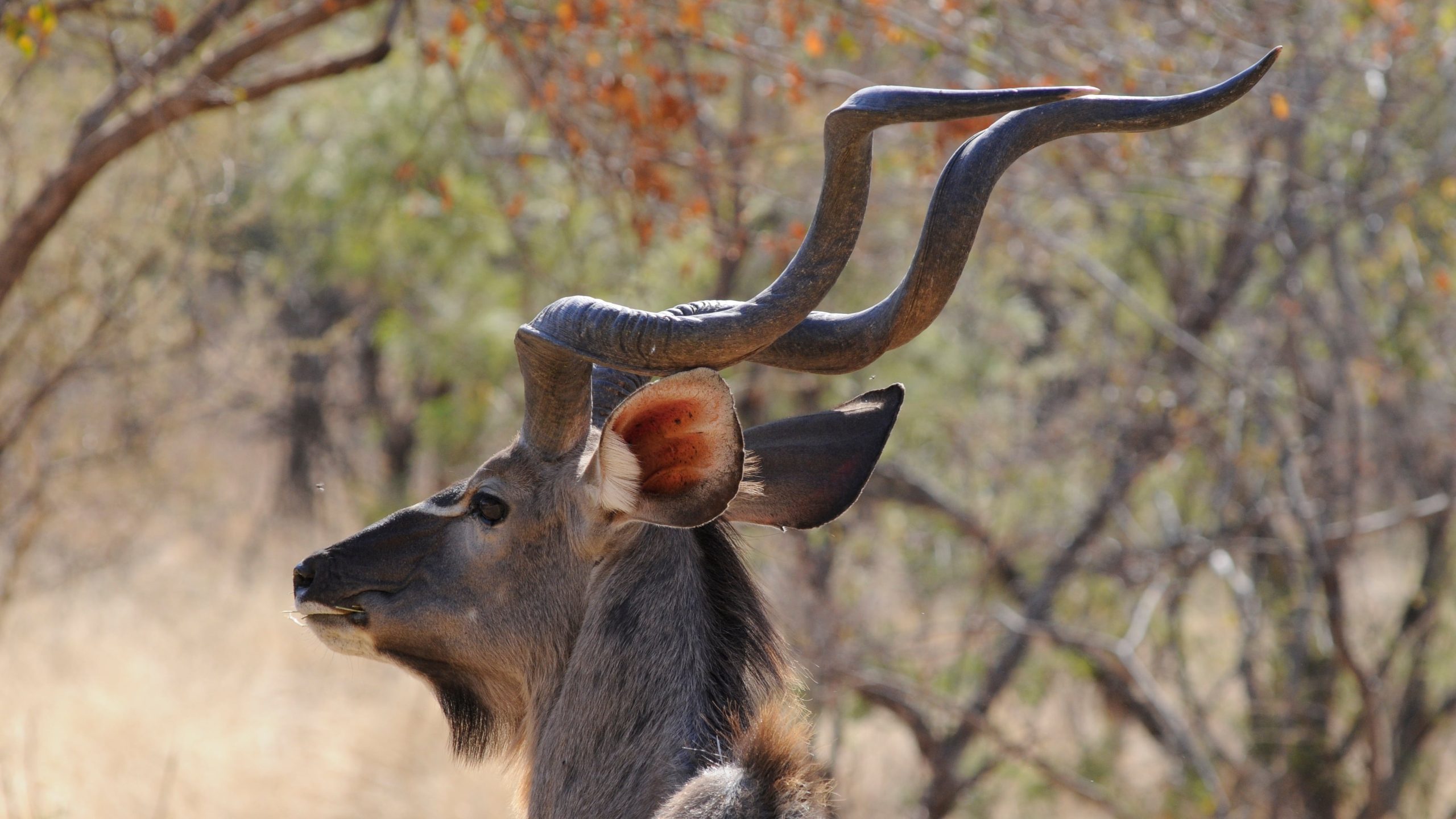 Drifters: Botswana Explorer Maun - Victoria Falls (circuit 12 nopti) by Perfect Tour