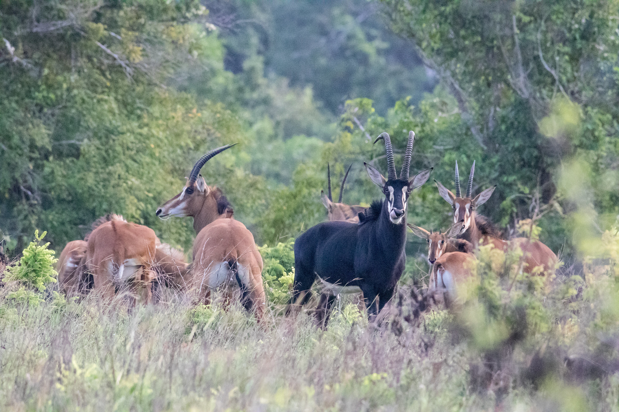 Tur de 1 zi la Shimba Hills cu excursie la Cascada Sheldrick, din Mombasa by Perfect Tour