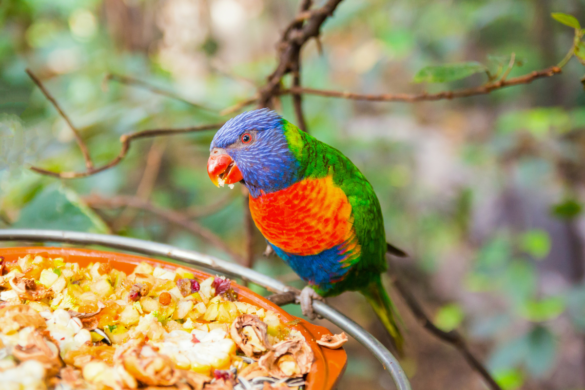 loro parque tenerife