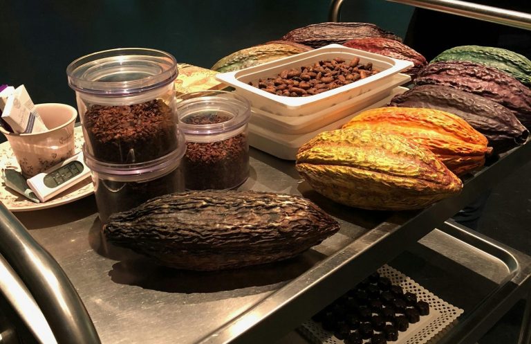 Experiență de o zi, cu șampanie și ciocolată în Sant Sadurni, din Barcelona