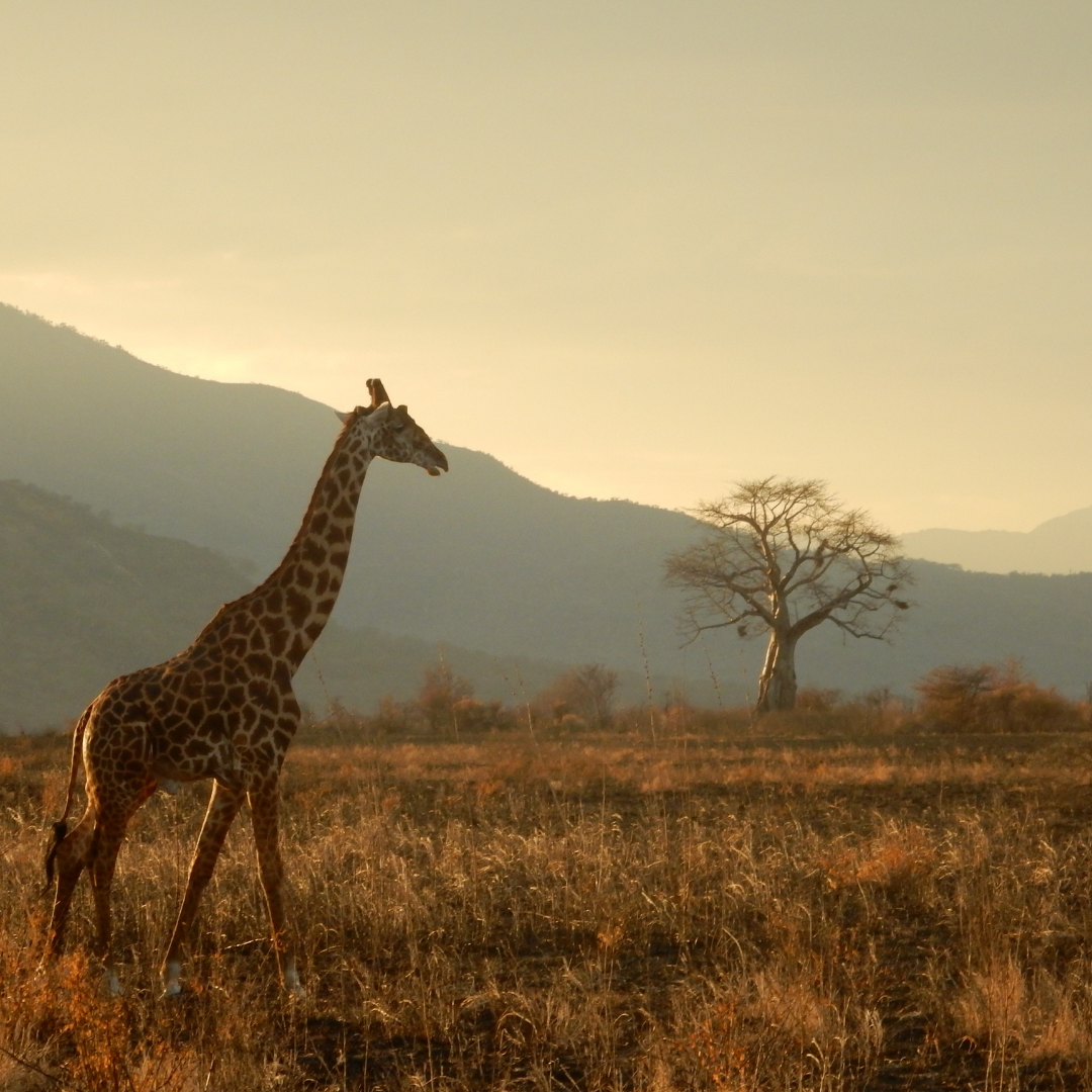 Safari în Tanzania